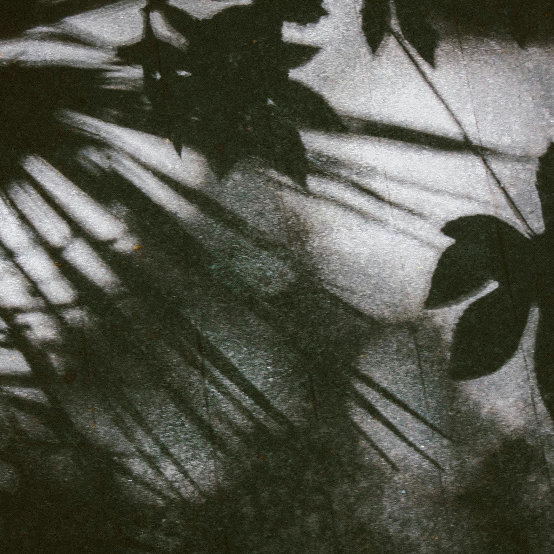 A grayscale photograph of leaves.